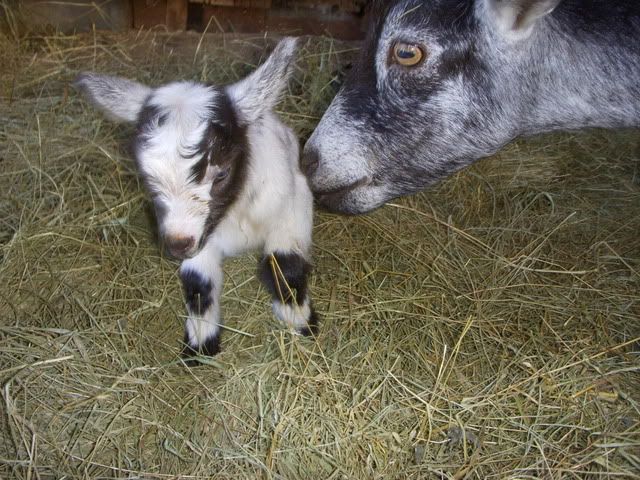 Izzy had triplets! - Goats
