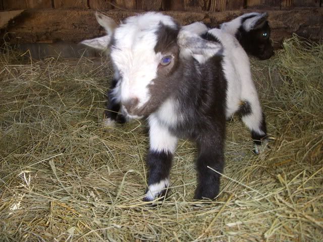 Izzy had triplets! - Goats
