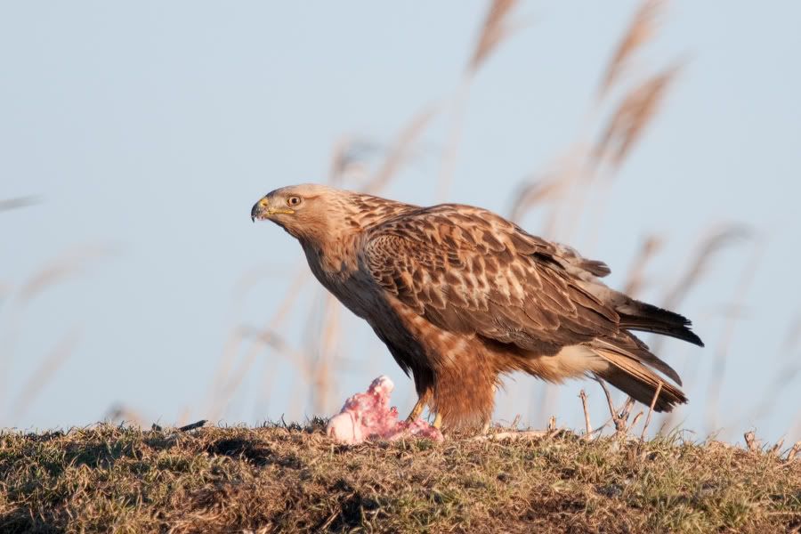 Съемки хищных птиц 