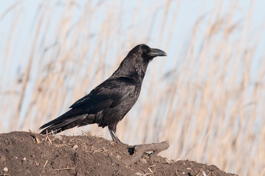 Съемки хищных птиц 