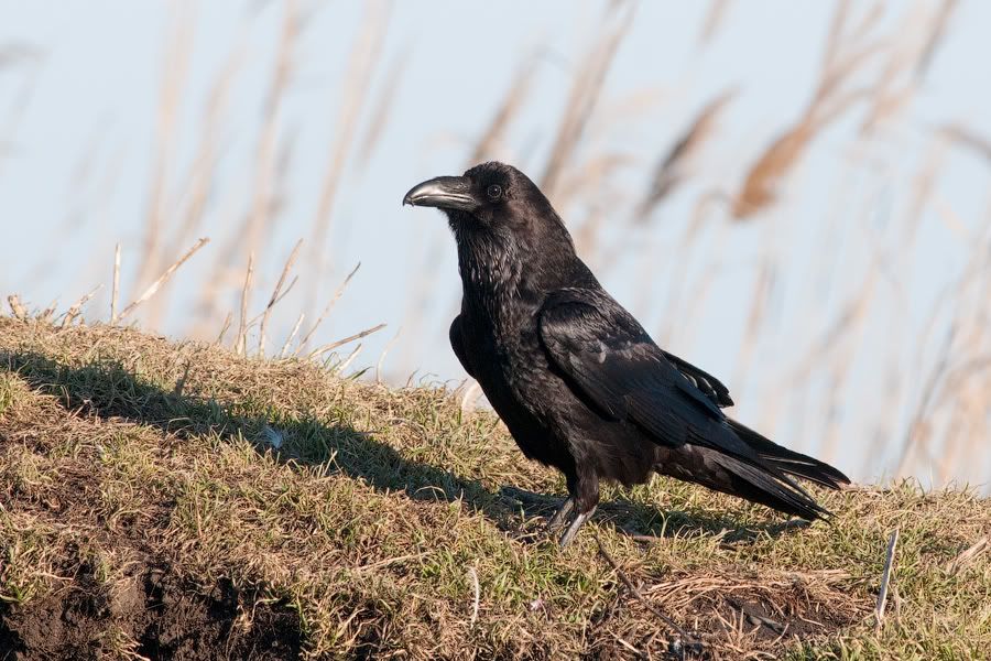 Съемки хищных птиц 