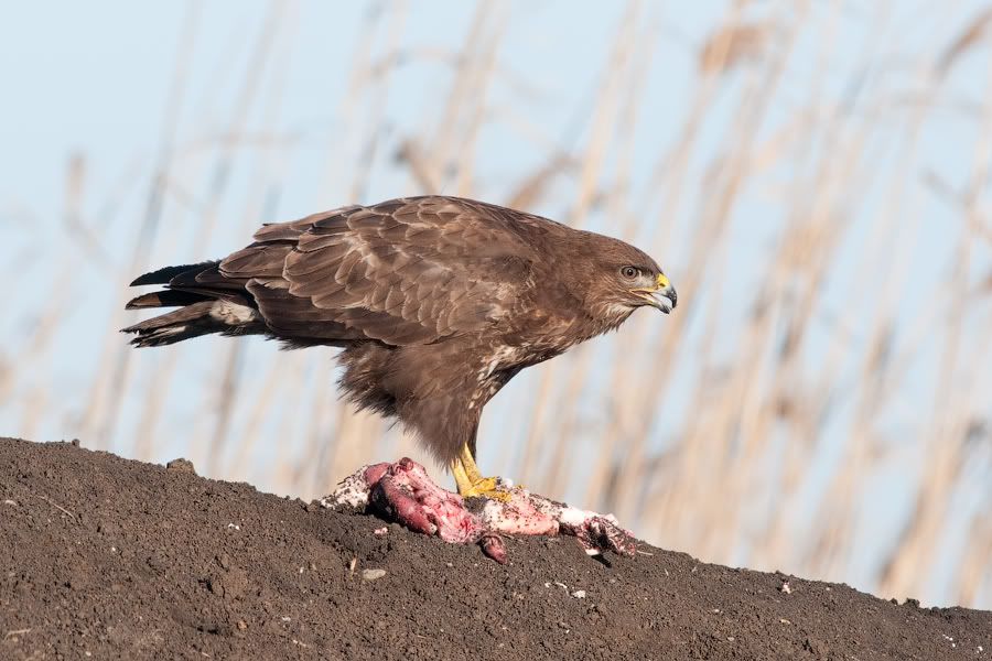 Съемки хищных птиц 