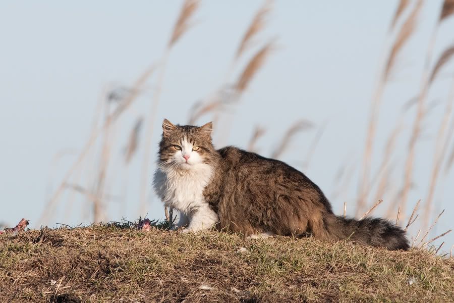Съемки хищных птиц 