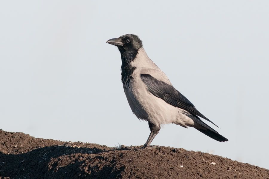 Съемки хищных птиц 