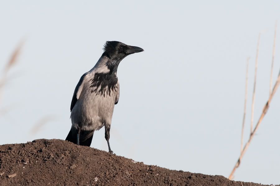 Съемки хищных птиц 