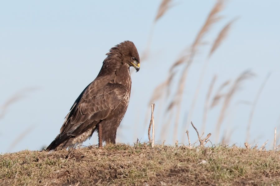 Съемки хищных птиц 