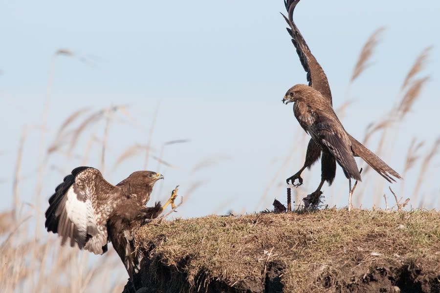 Съемки хищных птиц 