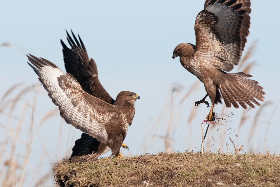 Съемки хищных птиц 