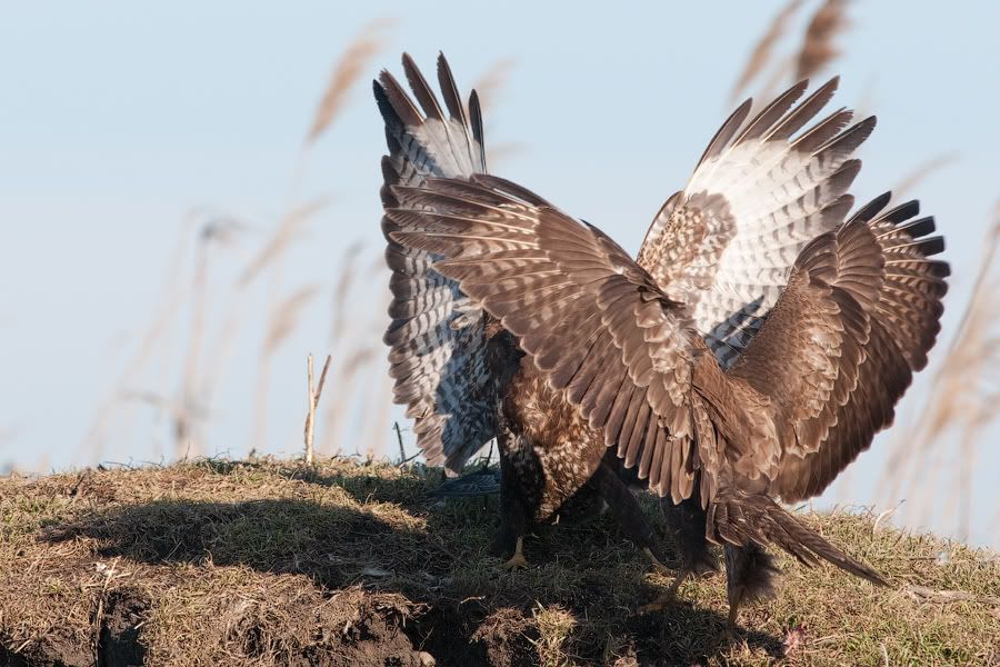 Съемки хищных птиц 