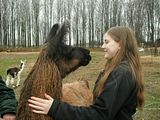Roo,llama,alpaca,shadowbrook farms,2009