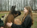 Roo,llama,alpaca,shadowbrook farms,2009