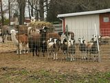 llama,alpaca,Jacob sheep,Navajo sheep,shadowbrook farms,2009