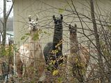 shadowbrook farms,2009,llama,alpaca,Gunner