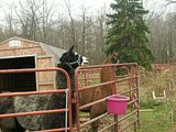 llama,shadowbrook farms,fiber,alpaca,2009