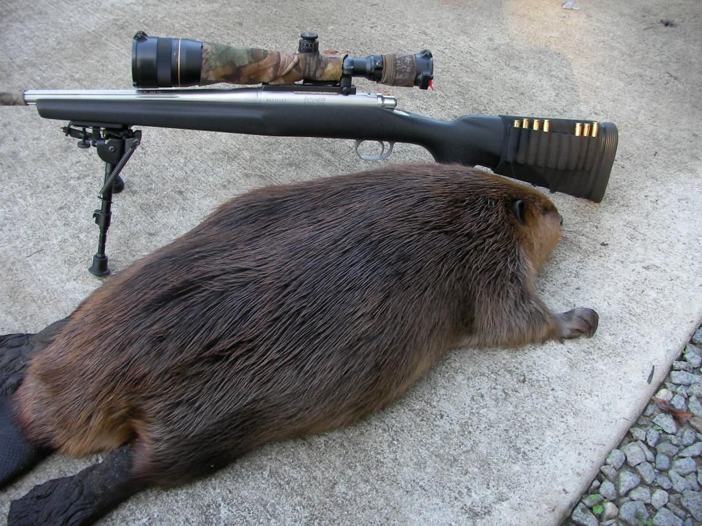beaveroct09.jpg