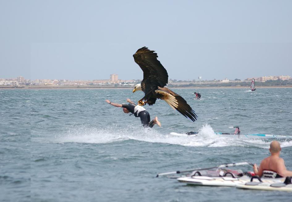 aguila.jpg