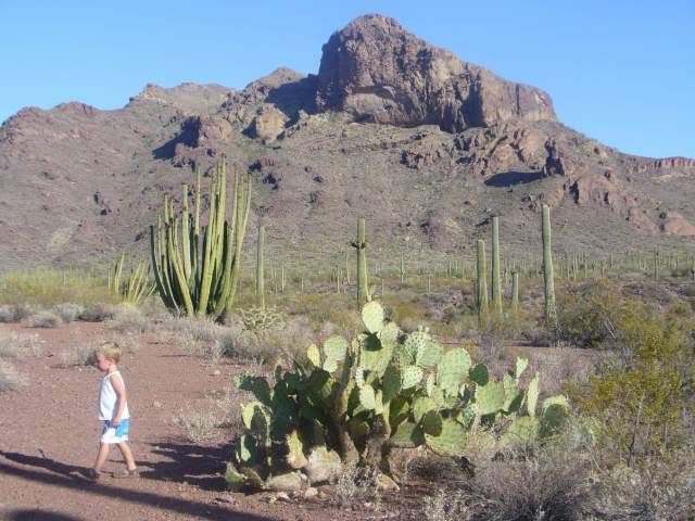 Organ Pipe Cactus National Monument near primitive campsite