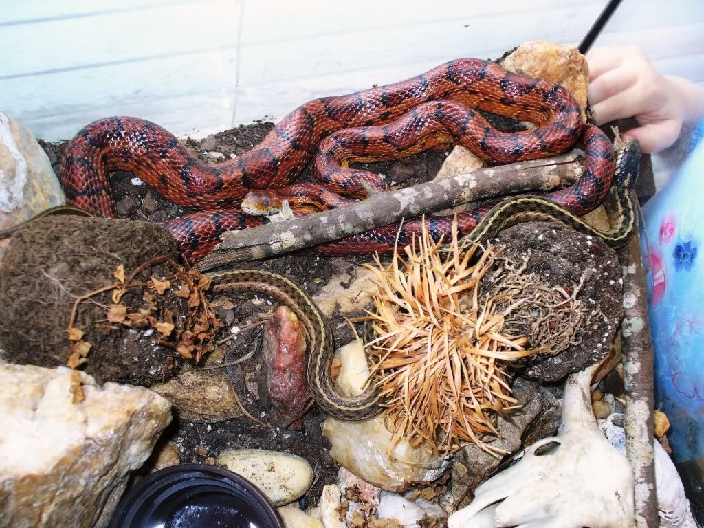 Mary Ann (cornsnake) with pal, A grown cornsnake pet with a temporary pet young garter snake.