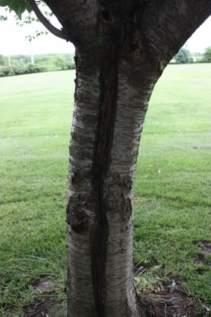 cherry tree bark. Other side of tree:
