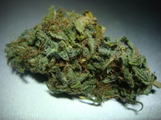 Lemon G Weed