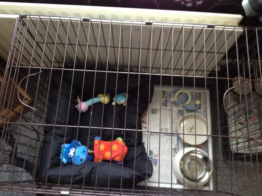 dog crate for labradoodle
