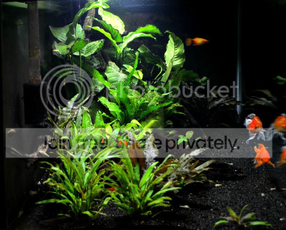 Updated planted tanks and cichlids - The Planted Tank Forum